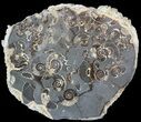 Polished Ammonite Fossil Slab - Marston Magna Marble #49600-1